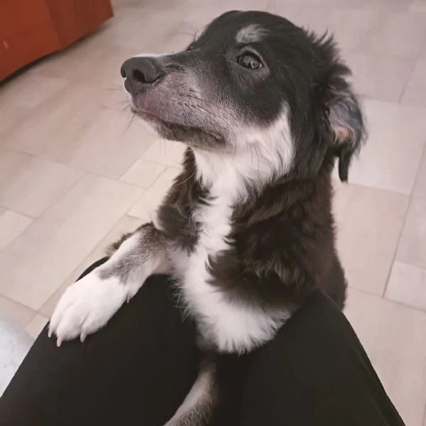 Cucciolo Kaos rischia il canile 