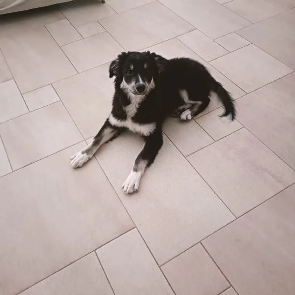 Cucciolo Kaos rischia il canile  | Foto 5