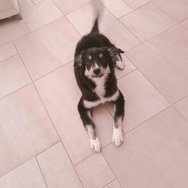 Cucciolo Kaos rischia il canile  | Foto 4