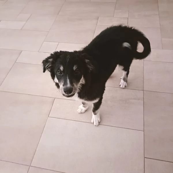 Cucciolo Kaos rischia il canile  | Foto 0