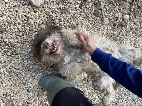 Trilly incrocio Lagotto cerca casa  | Foto 5