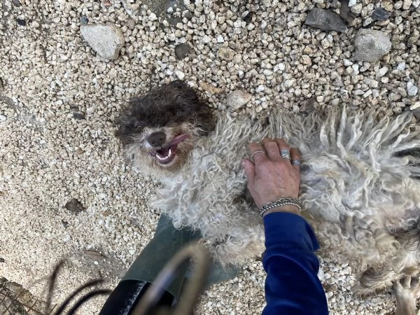 Trilly incrocio Lagotto cerca casa  | Foto 4