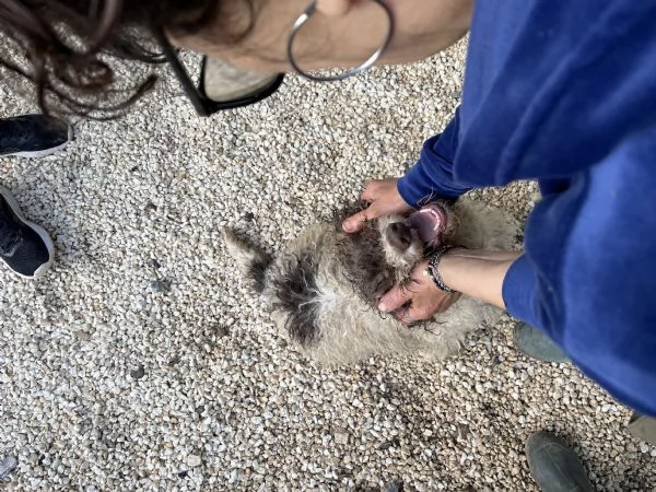 Trilly incrocio Lagotto cerca casa  | Foto 3