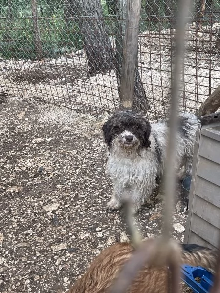 Trilly incrocio Lagotto cerca casa  | Foto 1