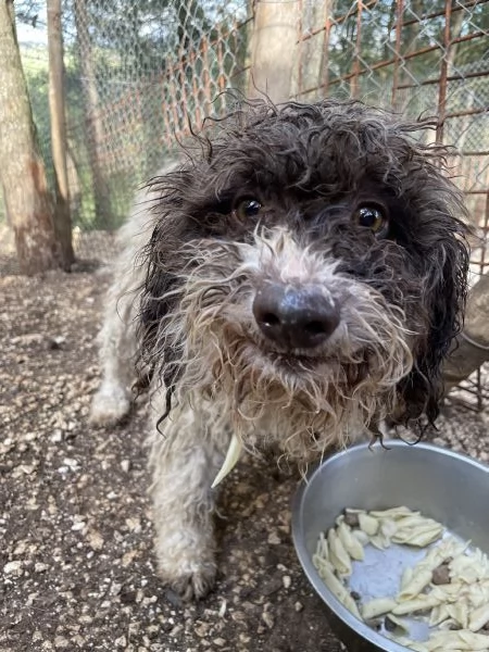 Trilly incrocio Lagotto cerca casa 