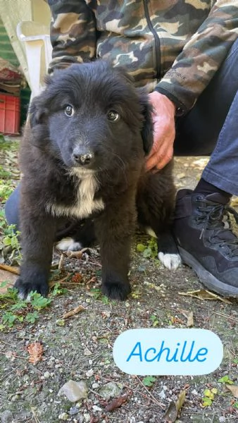 7 cuccioli pap border collie 