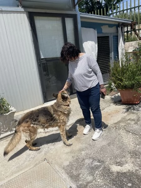 Roxanne pastore tedesco cerca casa  | Foto 1
