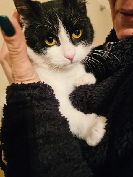Cane e gatto cercano casa  | Foto 5
