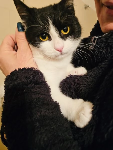 Cane e gatto cercano casa  | Foto 4