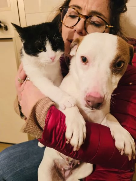 Cane e gatto cercano casa  | Foto 3