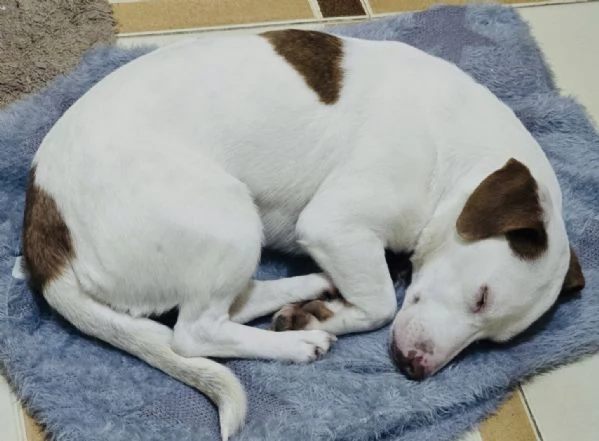 Cane e gatto cercano casa  | Foto 0