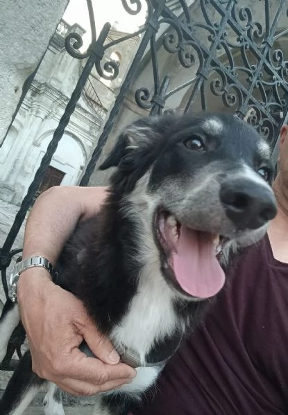 Kaos cucciolo rischio canile | Foto 6