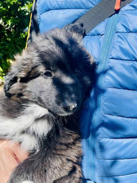 Cucciolo Achille cerca casa  | Foto 6