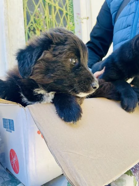 Cucciolo Achille cerca casa  | Foto 4