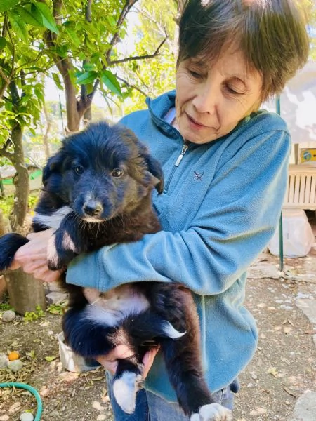 Cucciolo Achille cerca casa  | Foto 3