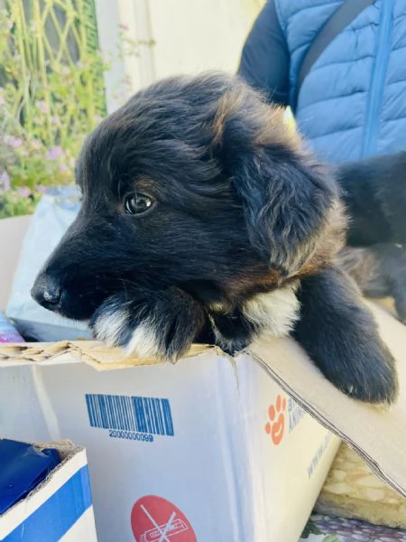 Cucciolo Achille cerca casa  | Foto 2
