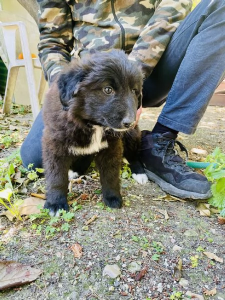 Cucciolo Achille cerca casa  | Foto 1