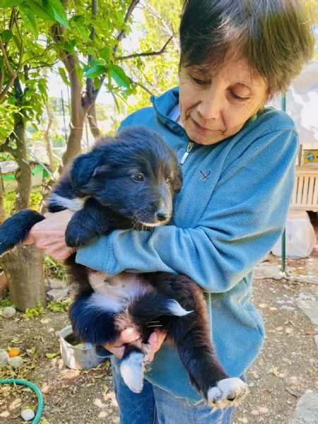 Cucciolo Achille cerca casa  | Foto 0