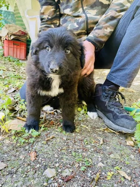 Cucciolo Achille cerca casa 