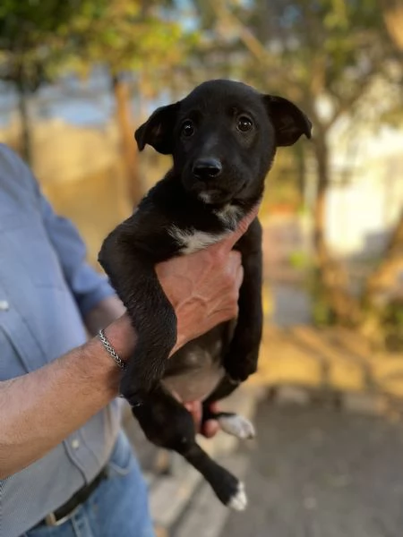 Cloe Cucciolotta cerca casa  | Foto 1