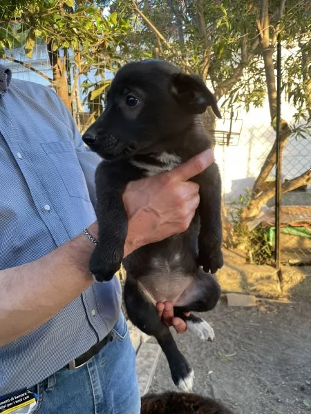 Cloe Cucciolotta cerca casa  | Foto 0
