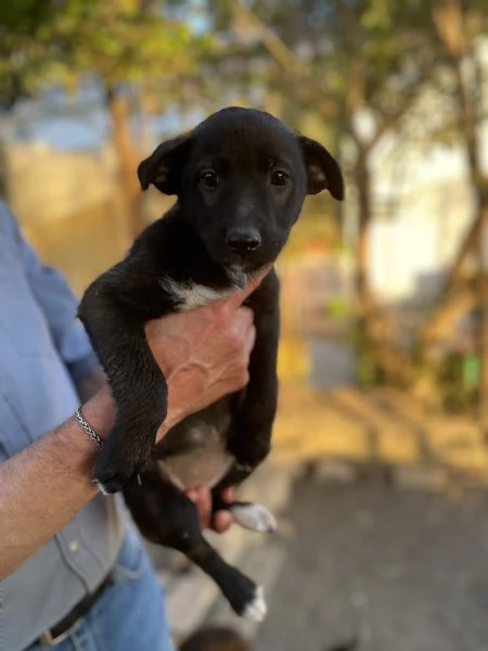 Cloe Cucciolotta cerca casa 
