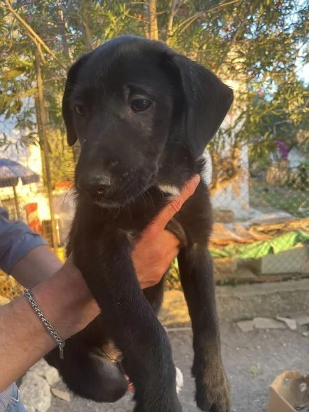 Cucciola Gioia cerca casa 