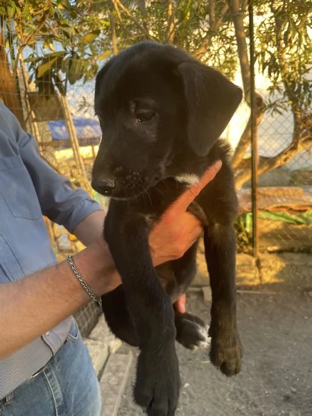 Cucciola Gioia cerca casa  | Foto 1