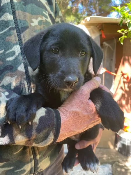 Cucciola Gioia cerca casa  | Foto 0