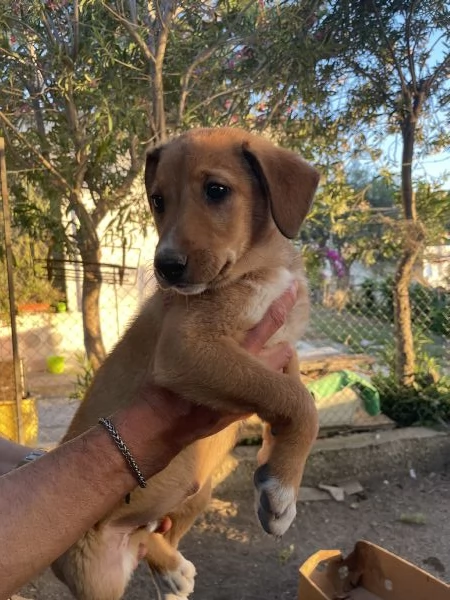 Cucciola Kiky cerca casa  | Foto 1