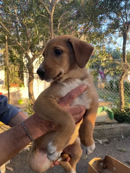 Cucciola Kiky cerca casa  | Foto 0
