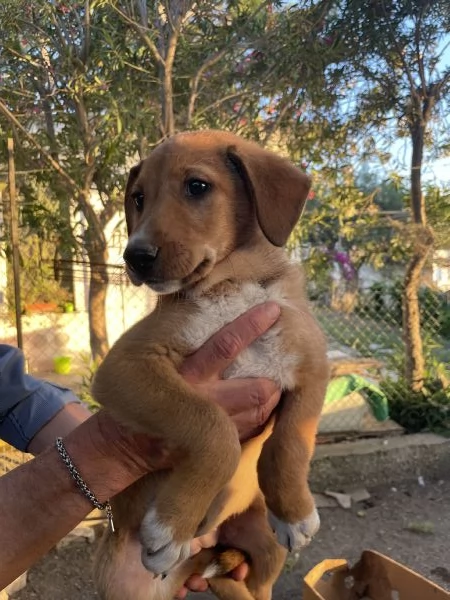 Cucciola Kiky cerca casa 
