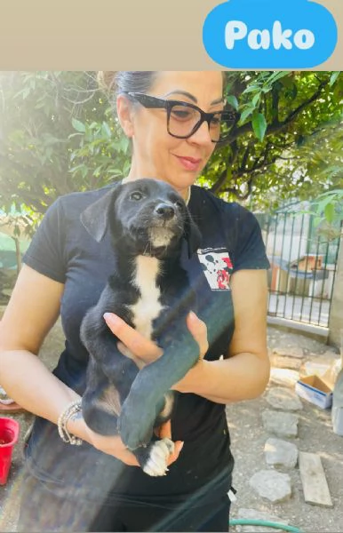 6 cuccioli  | Foto 5