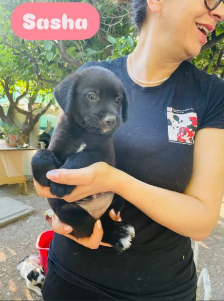 6 cuccioli  | Foto 4