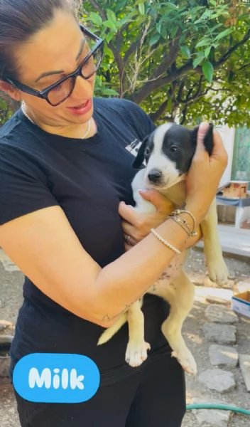 6 cuccioli  | Foto 3