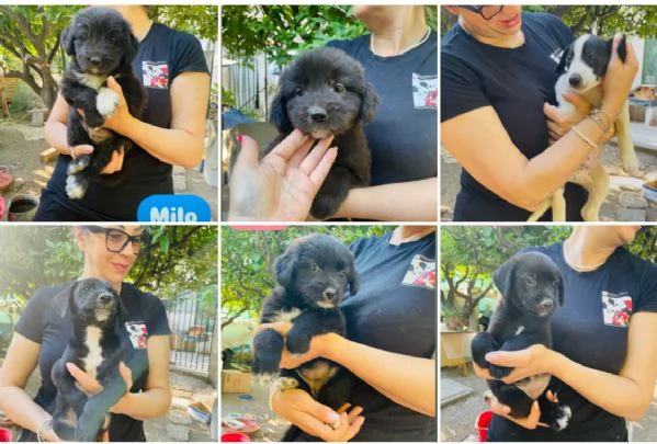 6 cuccioli  | Foto 1