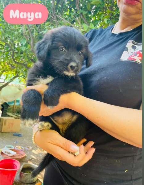 6 cuccioli  | Foto 0