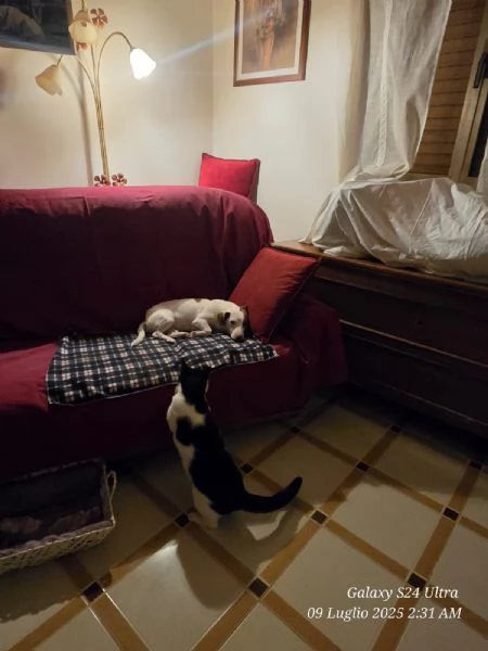 Cane e gatto cercano casa  | Foto 5