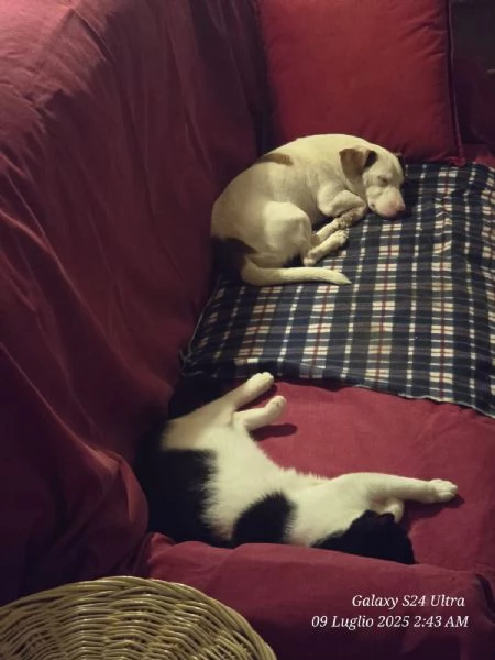 Cane e gatto cercano casa  | Foto 4