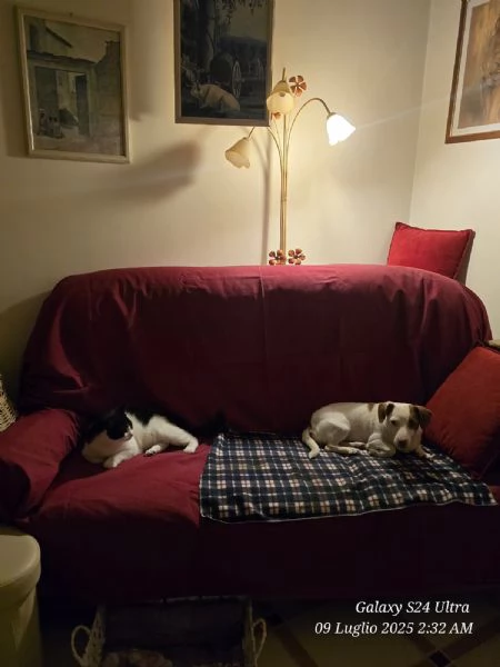 Cane e gatto cercano casa  | Foto 3