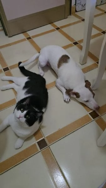 Cane e gatto cercano casa  | Foto 2