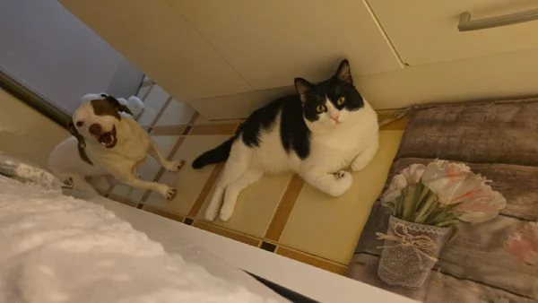 Cane e gatto cercano casa  | Foto 1