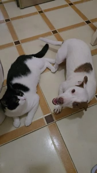 Cane e gatto cercano casa 