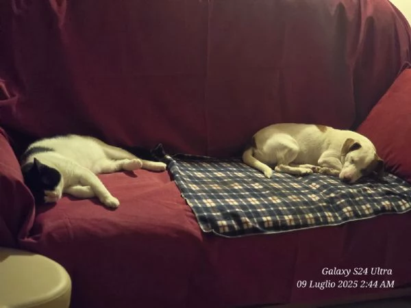 Cane e gatto cercano casa  | Foto 0