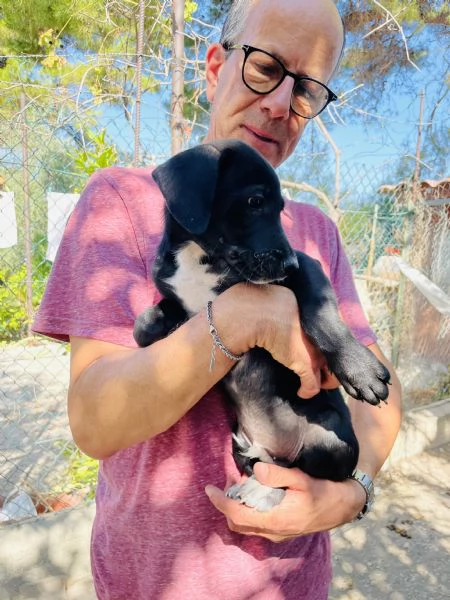 Cucciolo Pako cerca casa 