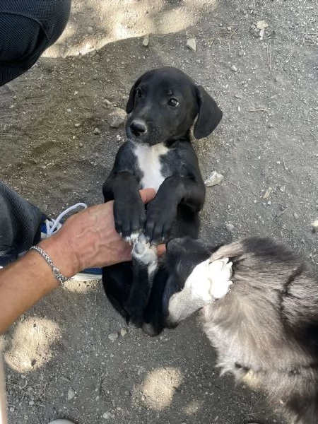 Cucciolo Pako cerca casa  | Foto 5