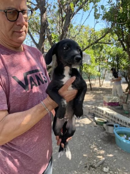 Cucciolo Pako cerca casa  | Foto 4