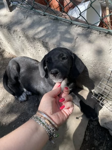 Cucciolo Pako cerca casa  | Foto 3