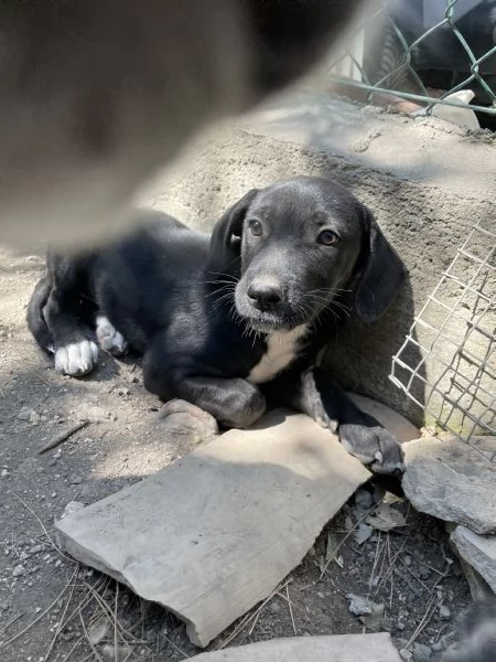 Cucciolo Pako cerca casa  | Foto 2