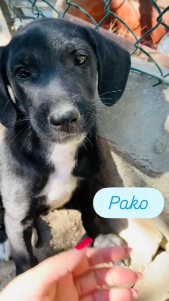 Cucciolo Pako cerca casa  | Foto 1